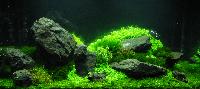 PL.A. Planted Aquarium 22