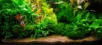 PL.A. Planted Aquarium 25