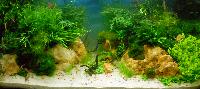 PL.A. Planted Aquarium 26