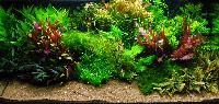 PL.A. Planted Aquarium 27