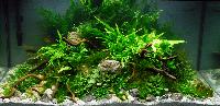 PL.A. Planted Aquarium 29