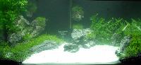 PL.A. Planted Aquarium 32