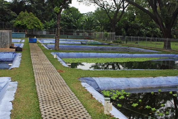 Taman Akuarium Air Tawar, Jakarta, Indonesien