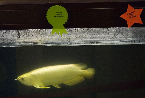 Grand Champion - arowana