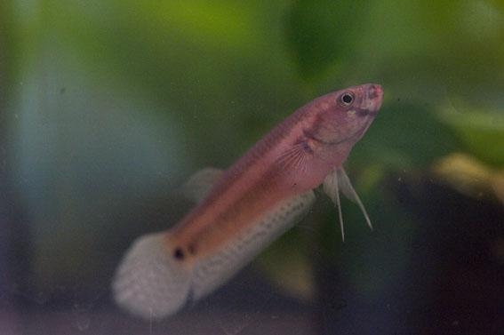 <i>Betta unimaculata</i>