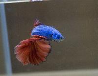 <i>Betta splendens</i>