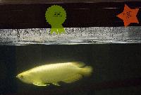 Grand Champion - arowana