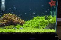 Vinnare i "Planted tank"