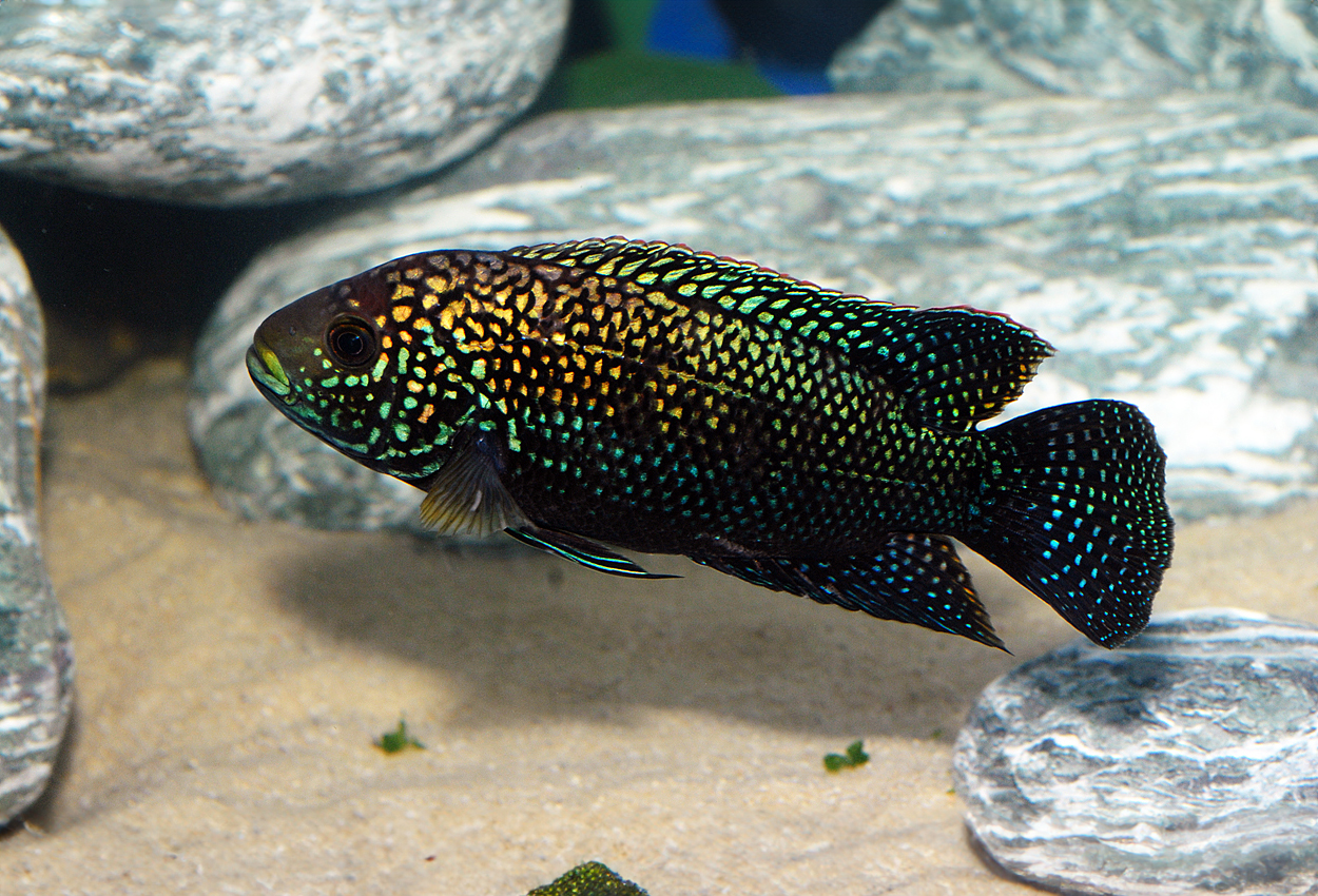 Foto på fisken Rocio octofasciata