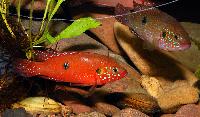 A_M_ssa-Hemichromis_letourneuxi_DSC_0504.jpg