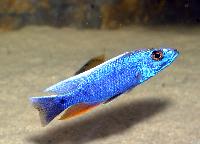 A_M_ssa-Sciaenochromis_fryeri_DSC_0964.jpg