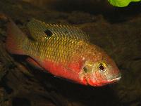 A_M_ssa-Tilapia_sp_kisagani_DSC_1062.jpg