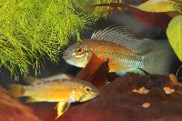 Apistogramma_atahualpa_DSC_1010.jpg