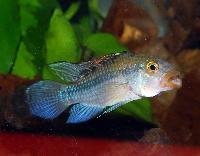 Apistogramma_guttata_DSC_0095.jpg