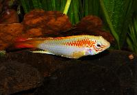 Apistogramma_macmasteri_DSC_0086.jpg