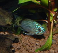 Apistogramma_sp_blaukopf_DSC_0555.jpg