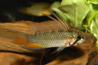 Apistogramma_sp_breitbinden.jpg