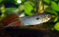 Apistogramma_uaupesi_rotkeil_DSC_0911.jpg