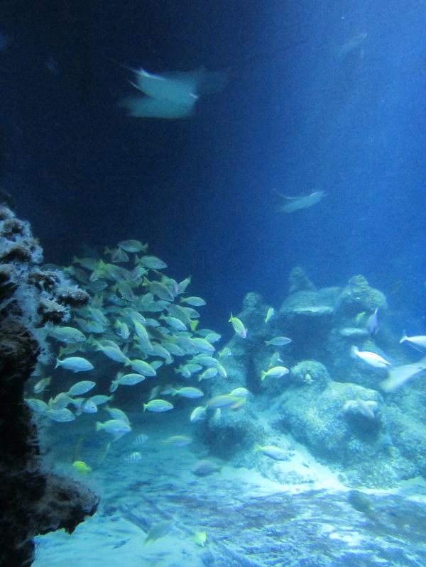 Sea Life, London Aquarium