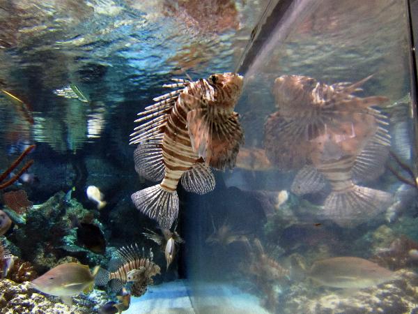 Sea Life, London Aquarium