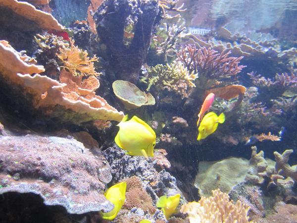 Sea Life, London Aquarium