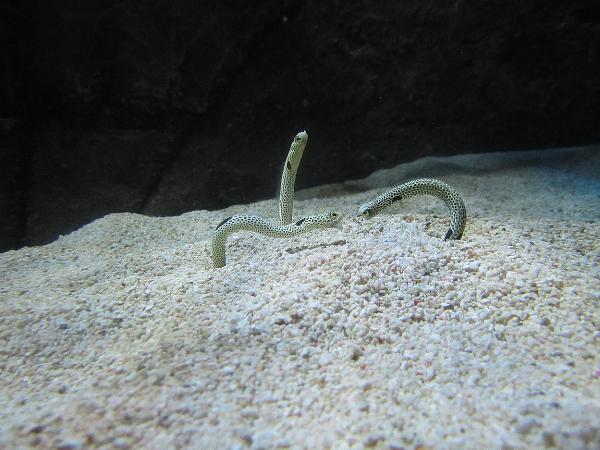 Sea Life, London Aquarium