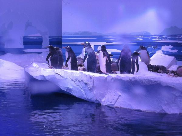 Sea Life, London Aquarium