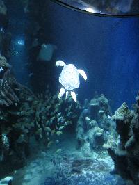 Sea Life, London Aquarium