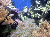 Sea Life, London Aquarium