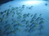 Sea Life, London Aquarium