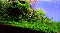 Interzoo 2012- Anubias