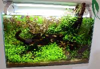 Interzoo 2012- Anubias