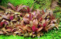 A_Tropica_03_Alternanthera_reineckii_mini_DSC_1506.jpg