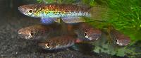 Killi_Epiplatys_infrafasciatus_Ebome_JVC-05_DSC_2641.JPG