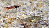 Levandefödare: Poecilia reticulata, Tena Ecuador