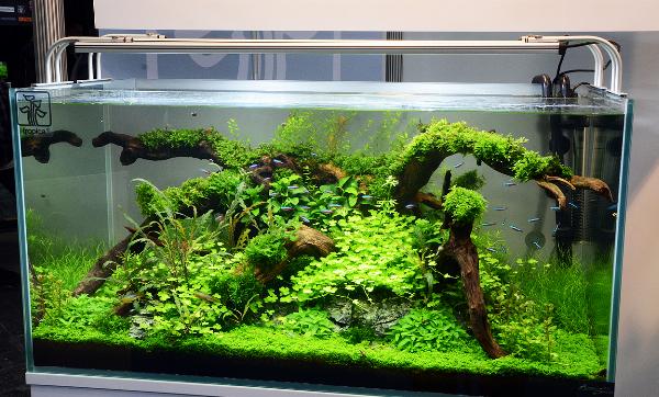 Planted Aquarium