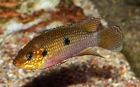 A_Das_Aquarium_Hemichromis_sp_aff_Stellifer_DSC_3646.jpg