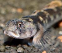 A_Das_Aquarium_Rhinogobius_rubromaculata_DSC_3571.jpg