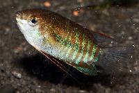 A_Das_Aquarium_Trichogaster_sp_lake_inle_DSC_3626.jpg