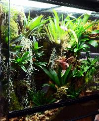 PL.Terrarium.02