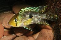 A_Planted_Aquarium_Geophagus_sp_aff_brasiliensis_Bahia_Blue_DSC_4263.jpg