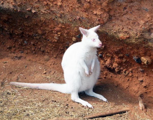 Maroparque, La Palma