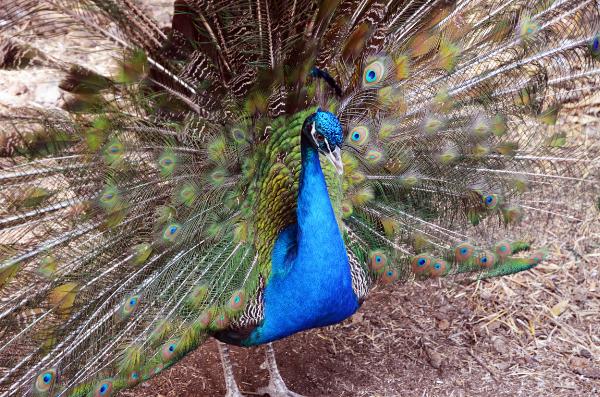 Maroparque, La Palma