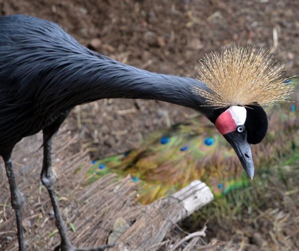 Maroparque, La Palma