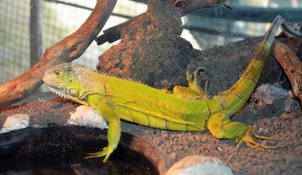 Maroparque, La Palma