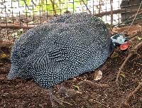 Maroparque, La Palma