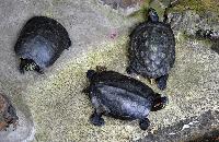 Maroparque, La Palma