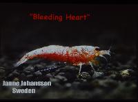 Lördag.Johansson.Räkföredrag.