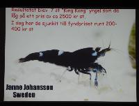 A_L_rdag_Janne_Johansson_DSC_5152.jpg