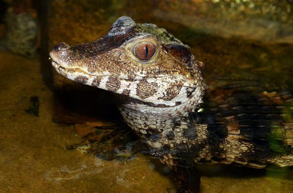 Akvariet i Bergen